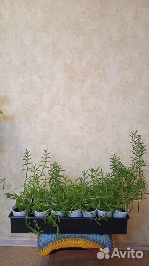 Продам рассаду лаванды