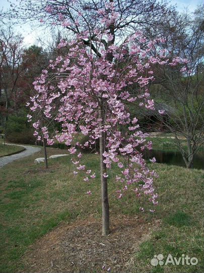 Плодовые растения на штамбе (вишня, персик и т.д)
