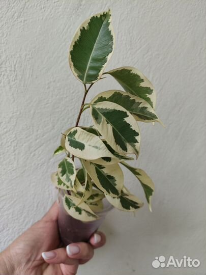 Фикус Альбомаргината