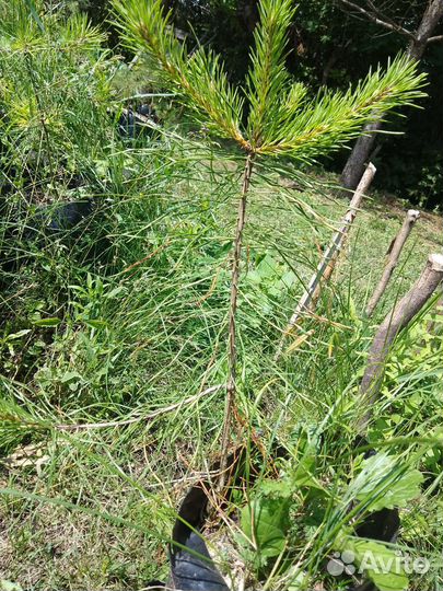 Саженцы сосны