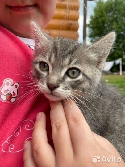 Котята в добрые руки. Оба мальчики