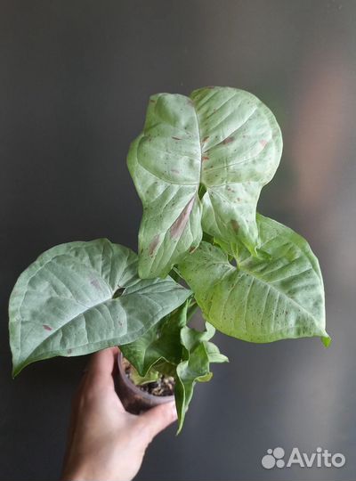 Сингониум конфети милк