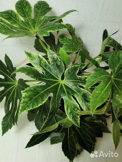 Фатсия вариегата Спайдерс Веб, японская аралия