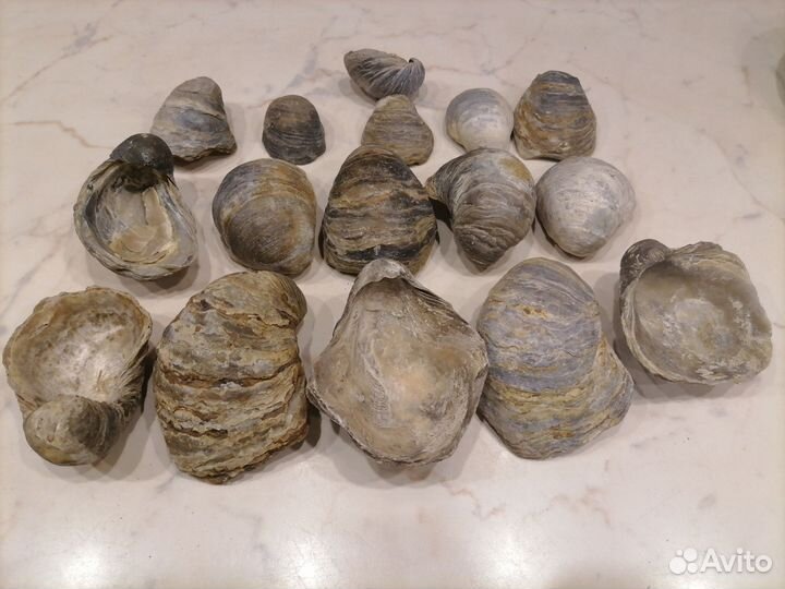 Раковины и окаменелости древних моллюсков
