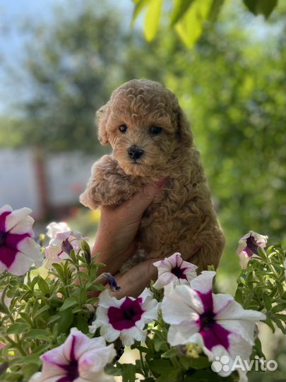 Щенки карликового пуделя