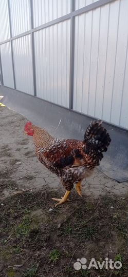 Молодые петушки