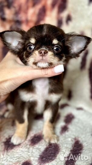 Чихуахуа девочка