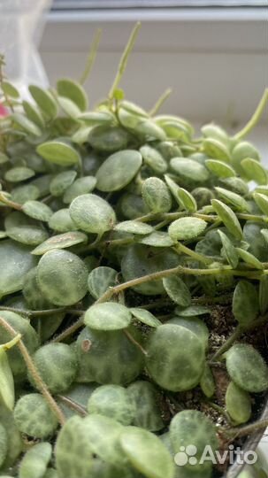 Пеперомия прострата