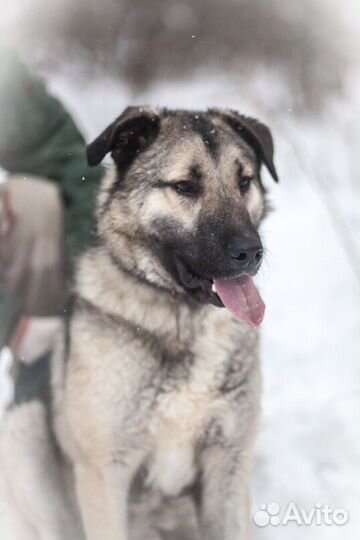 Метис кавказской овчарки