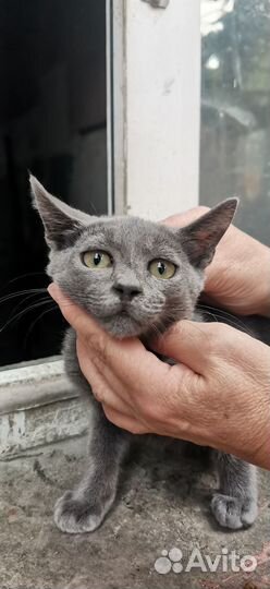 Серый котенок с грустными глазами