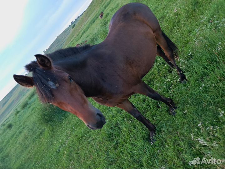 Кобыла с жеребенком