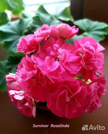 Герань пеларгония