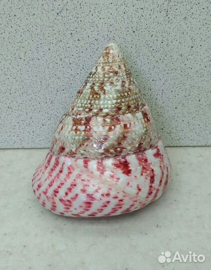 Трохус красный 5,6*6,7 морская ракушка раковина