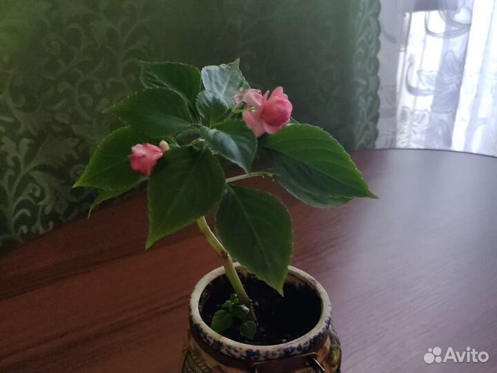 Бальзамин махровый