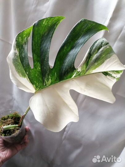 Монстера Альба