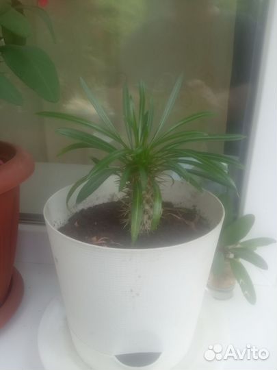 Пахиподиум ламера