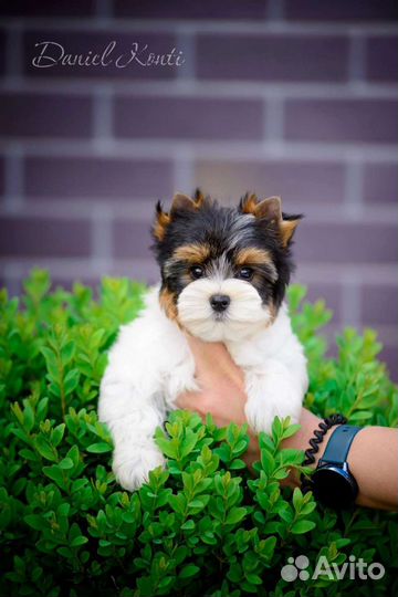 Щенки Бивера