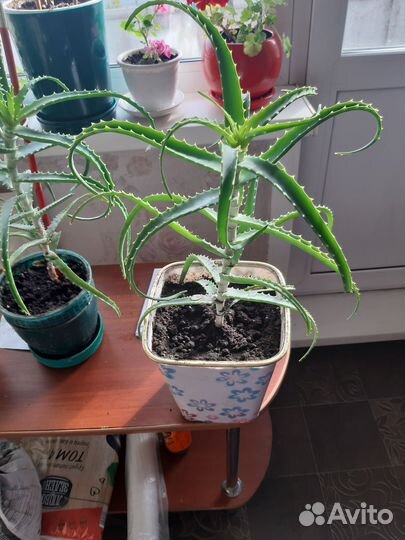 Алоэ лечебный,Алоэ Вера