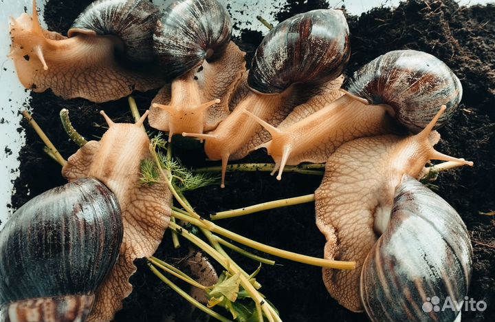 Улитки ахатины 4шт. бесплатно