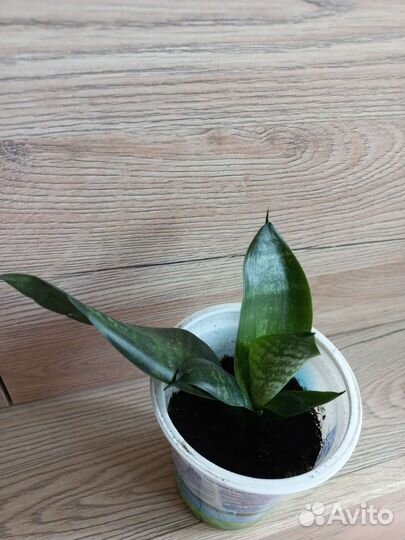 Сансевиерия