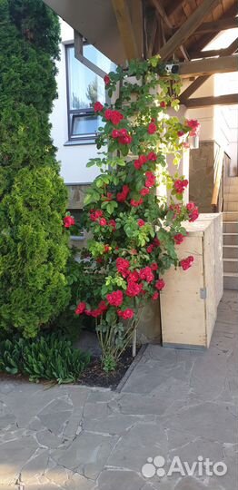 Роза плетистая