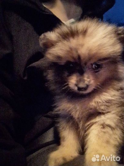 Вязка собак немецкий шпиц