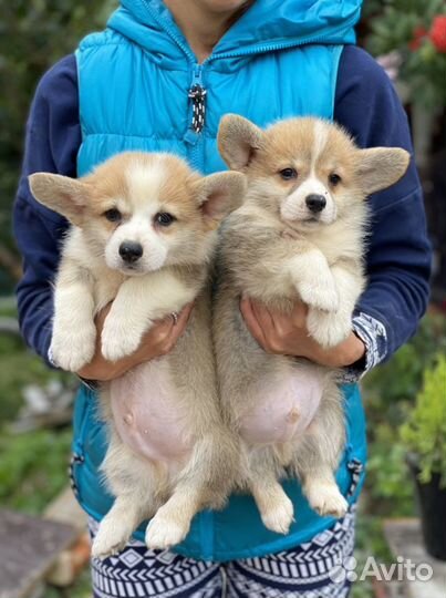 Вельш-корги пемброк