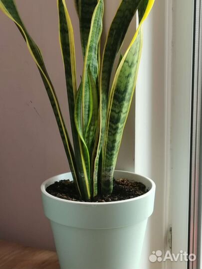 Сансевиерия