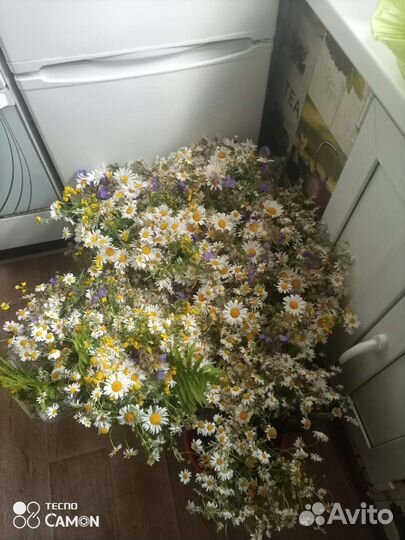 Ромашки луговые букет