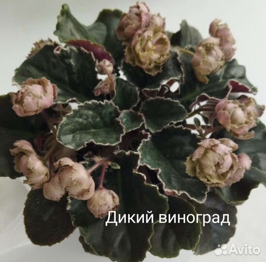 Фиалки и стрептокарпусы