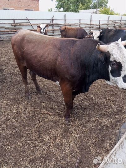Коровы,быки,телята