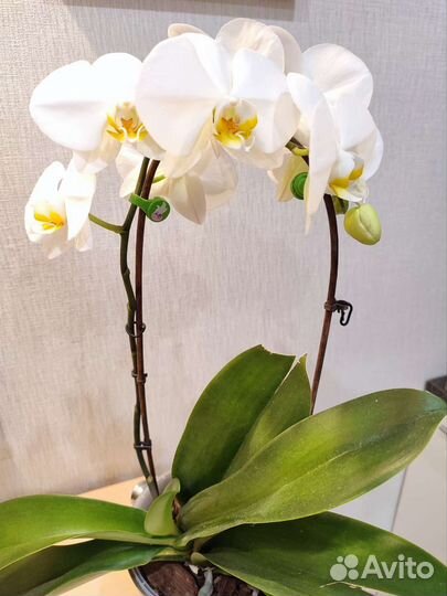 Орхидея фаленопсис