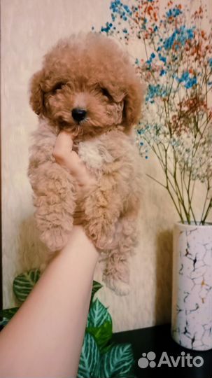 Пушистые мальтипушки