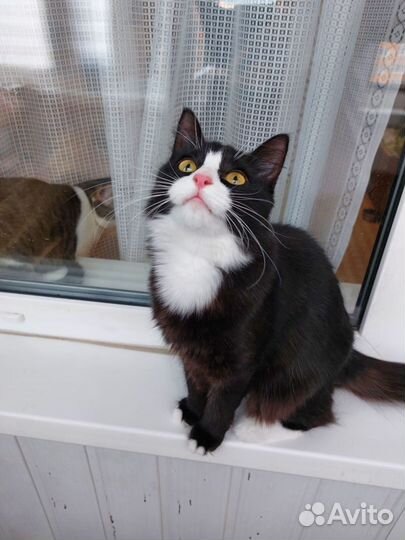 Позитивная и смешная Маркиза