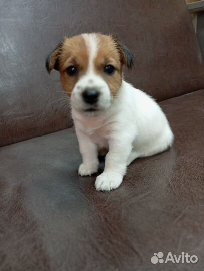 Щенки джек Рассел терьер