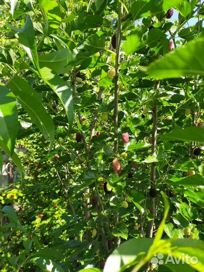 Морозостойкие саженцы шелковицы для Урала и Сибири