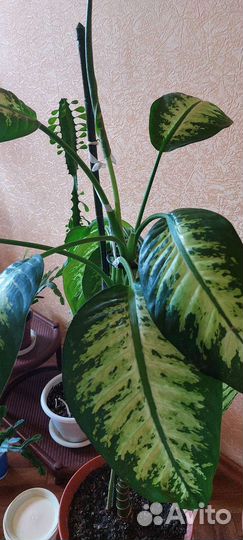 Диффенбахия