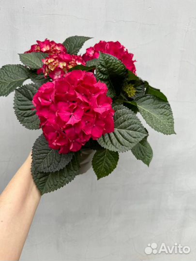 Гортензия крупнолистная