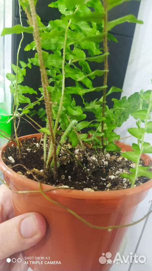 Папоротник Фальката и Филодендрон Ред Андерсон