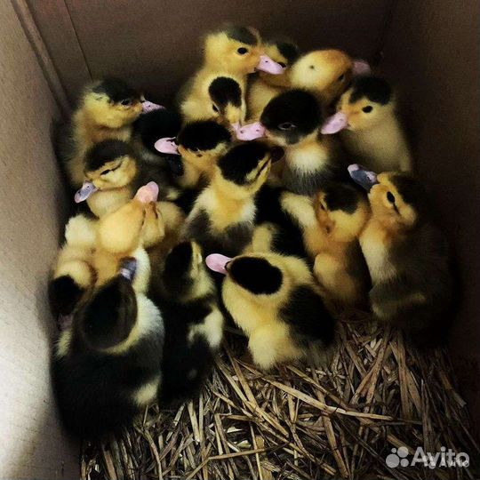 Французский королевский мулард 1-3 недельные