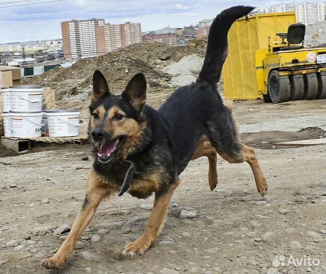 Чудо - стерильная молодая собачка в дар