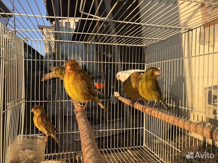 Кенара и канарейки
