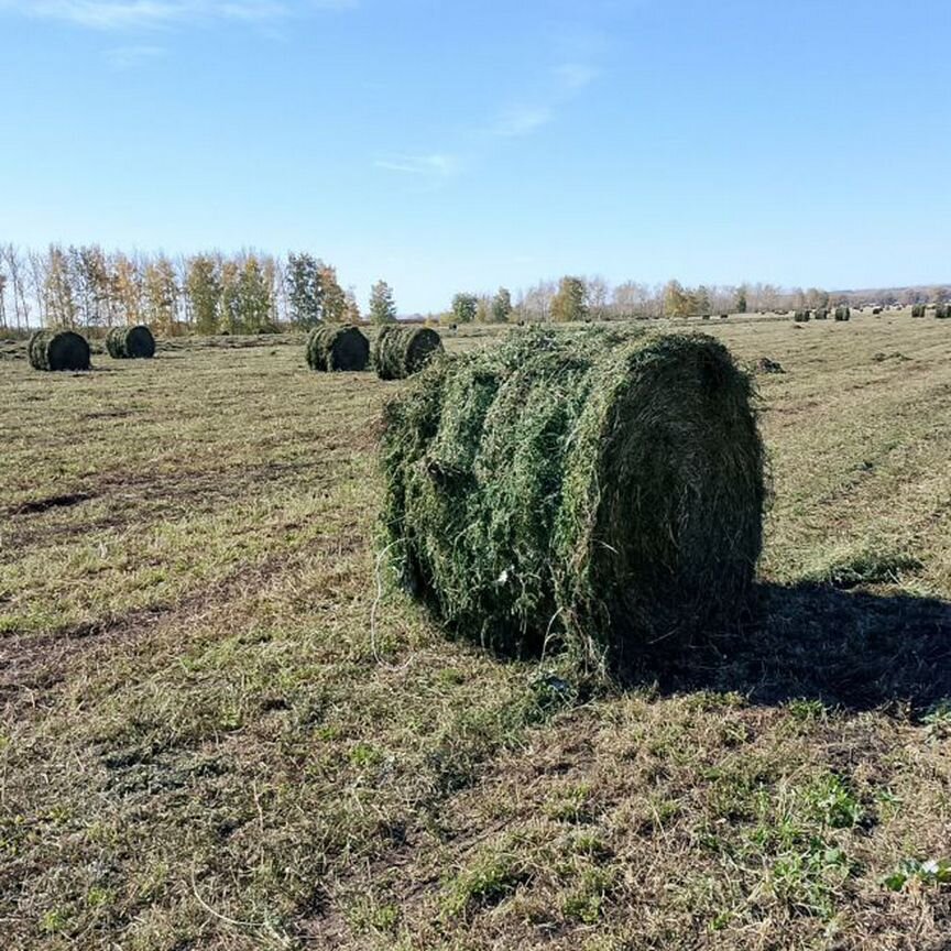 Сено люцерны в рулонах