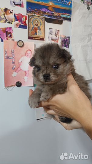 Померанский шпиц