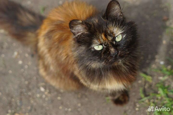 Потрясающая Кошка в дар