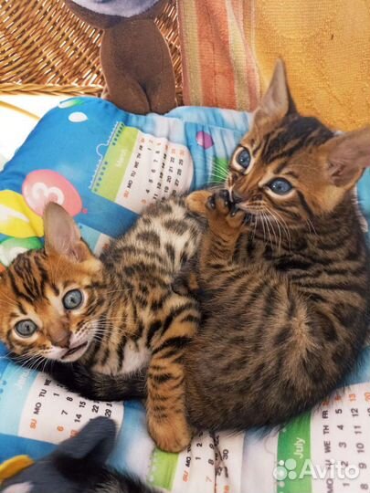 Бенгальская кошка