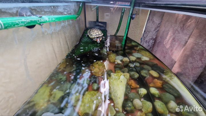 Красноухая черепаха с акватеррариумом