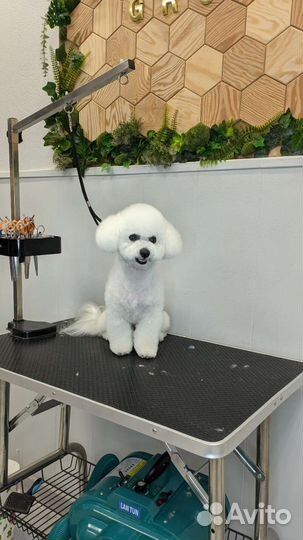 Стрижка животных