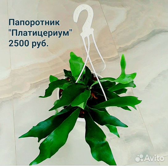 Папоротник редкий