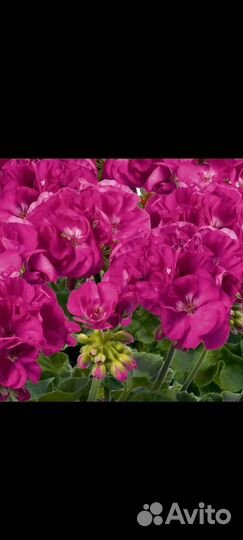 Пеларгония герань сортовая